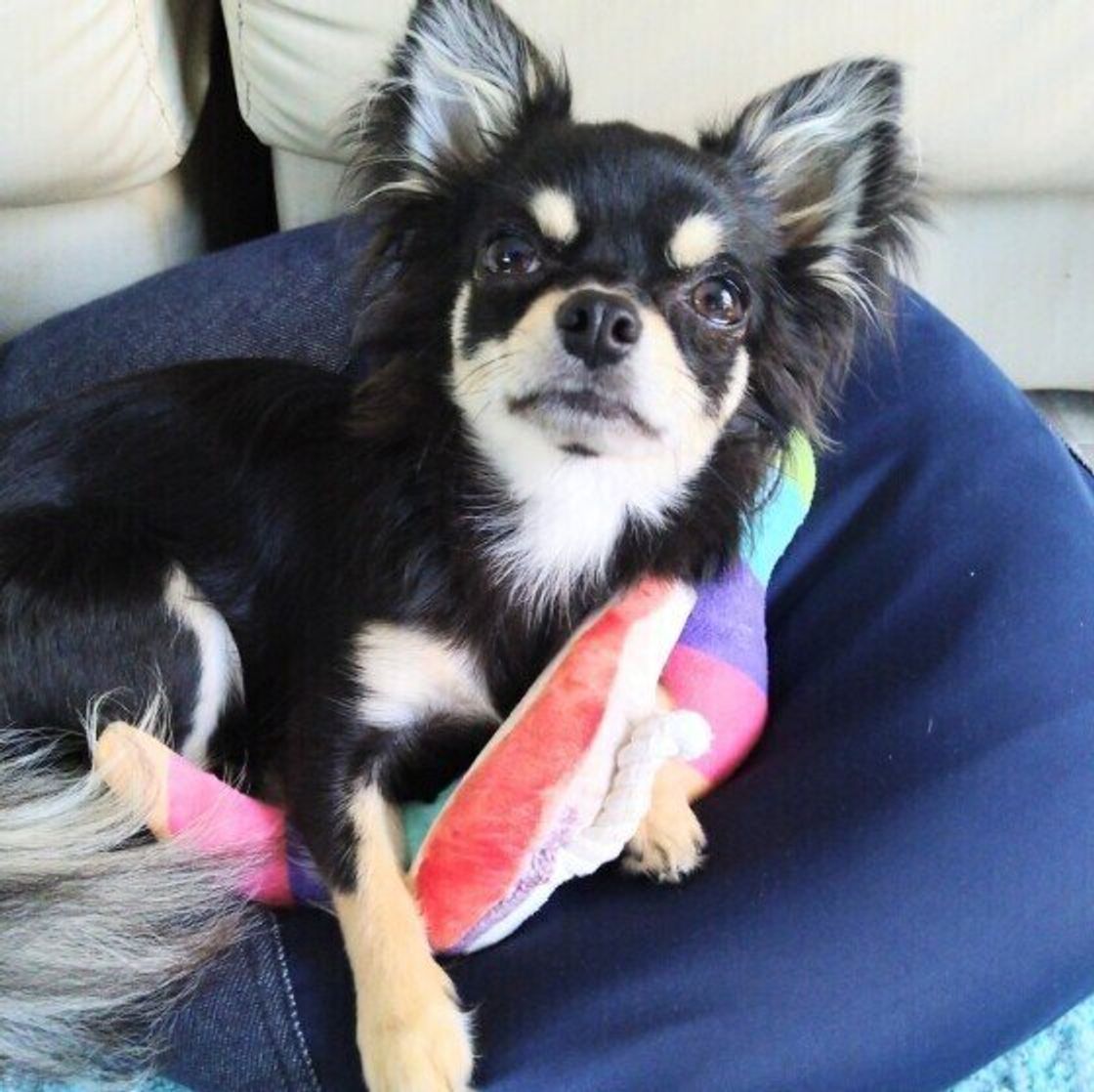 犬が飼い主の足元で寝るのはナゼ 知るとちょっとキュンとする理由とは いぬのきもちweb Magazine 犬が飼い主の足元で寝るのはナゼ 知るとちょっとキュンとする理由とは いぬのきもちweb Magazine