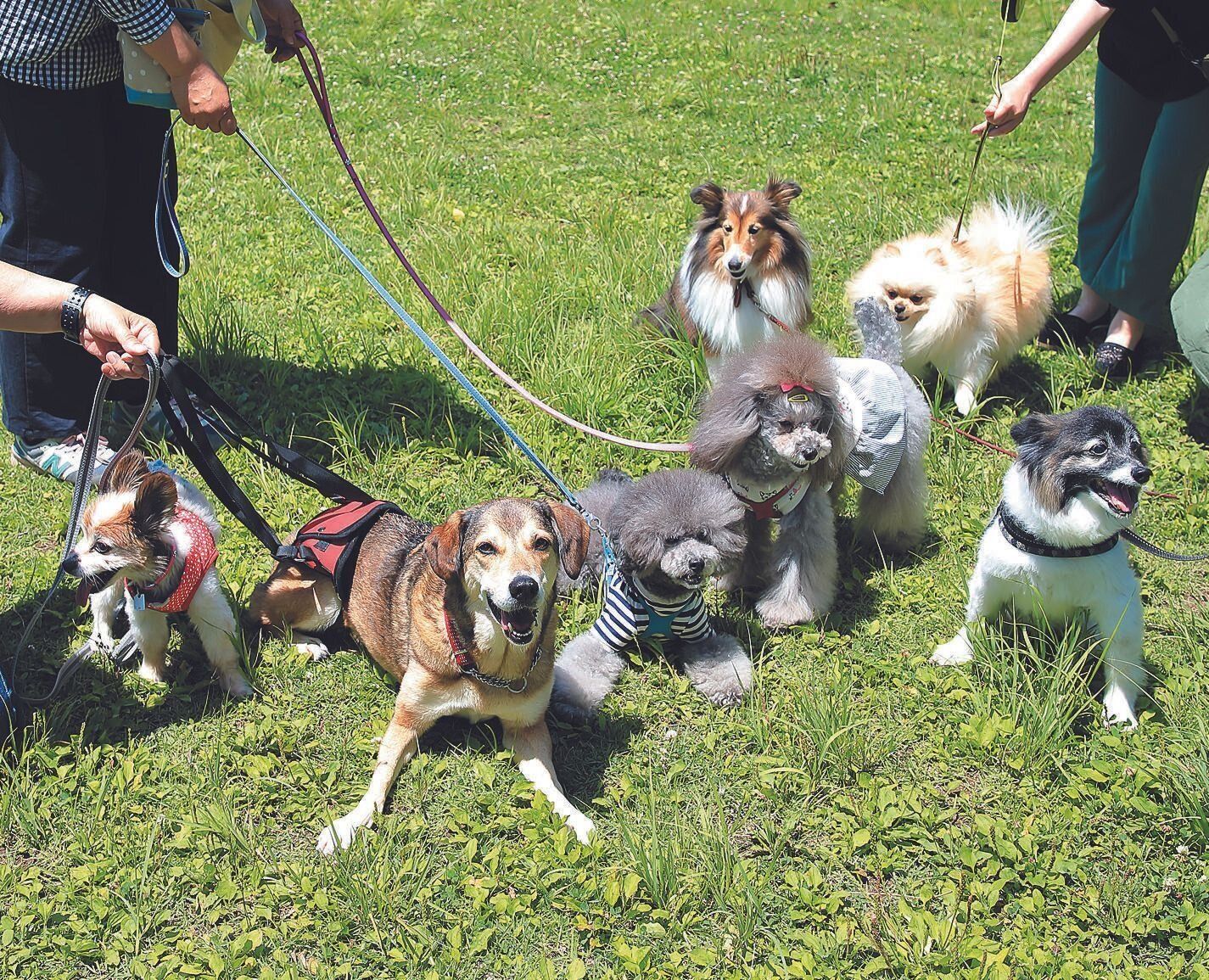 人気者のさんごちゃんには犬仲間がたくさんいます。みんなが公園で走るのを見て、がんばる気持ちもアップ