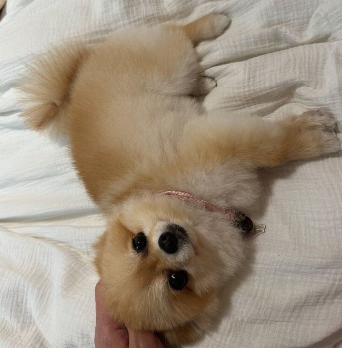 飼い主さんに甘えるぽんちゃん
