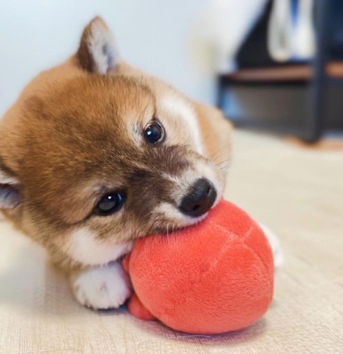 おもちゃで遊ぶつくねちゃん