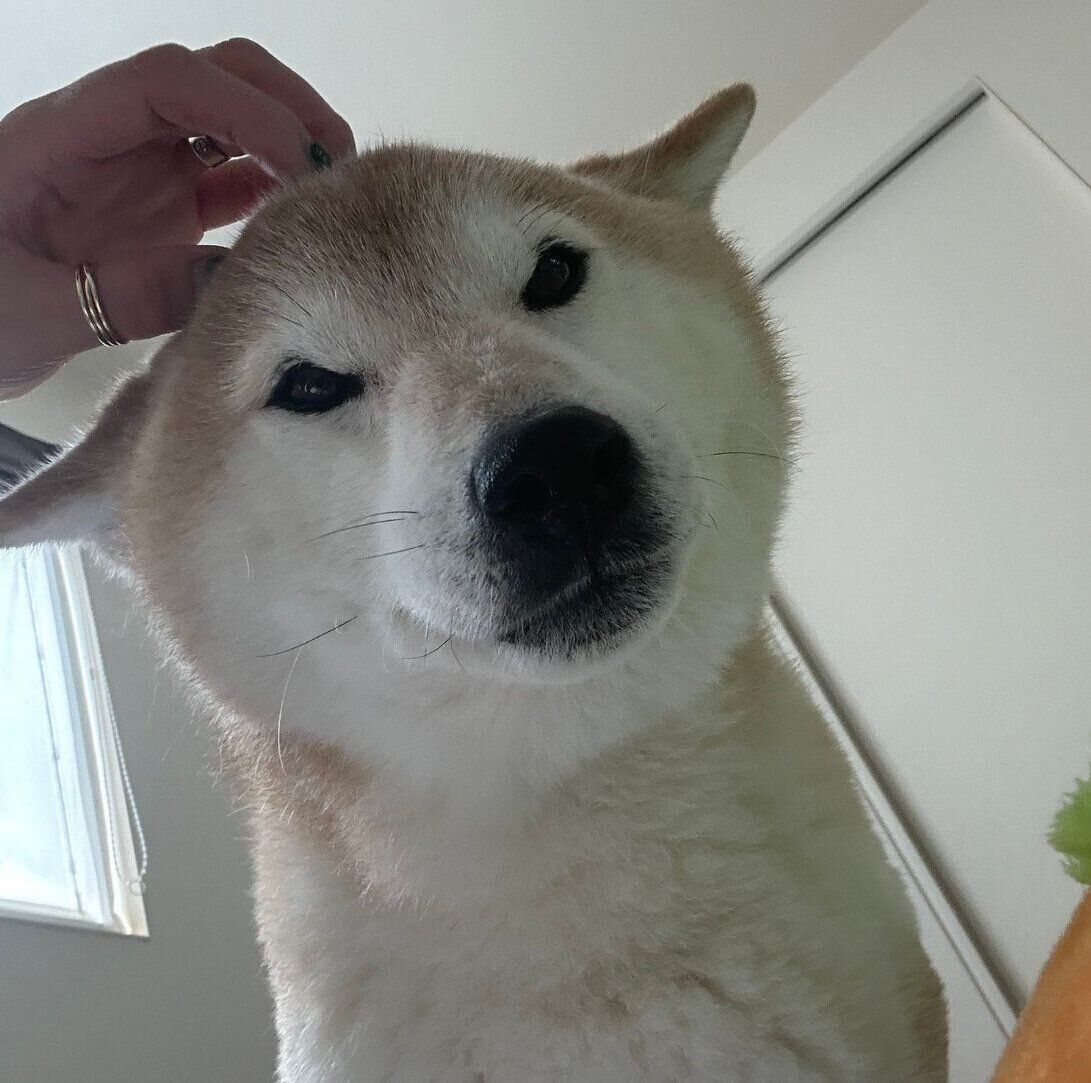 ヒコーキ耳になるぽてとくん