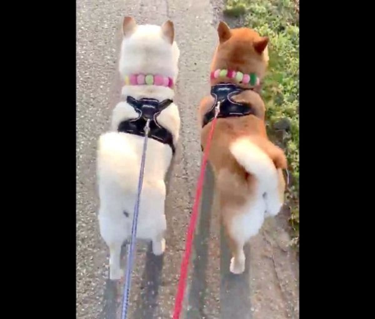 おしりをフリフリして歩く柴犬夫婦 国宝級の柴尻 と反響 いぬのきもちweb Magazine おしりをフリフリして歩く柴犬夫婦 国宝級の柴尻 と反響 いぬのきもちweb Magazine