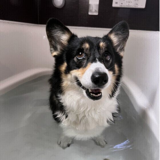 犬のシャンプーで最適なお湯の温度は？ 犬の体に負担をかけないシャンプーの仕方 いぬのきもち