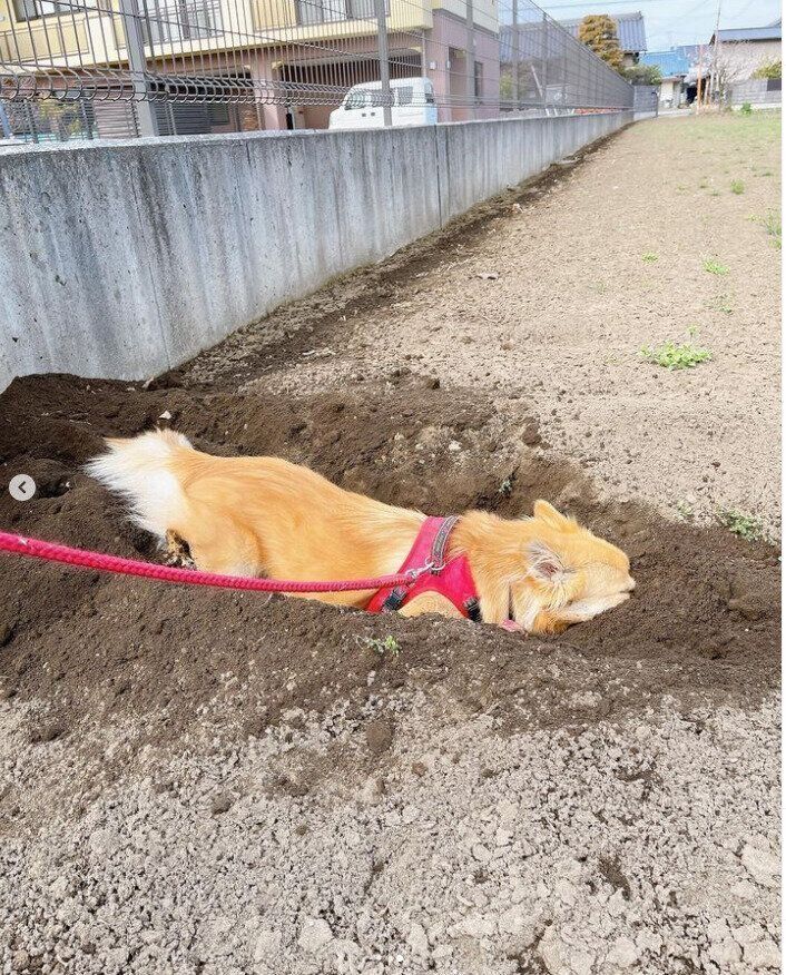 ミックスのみゅうさん