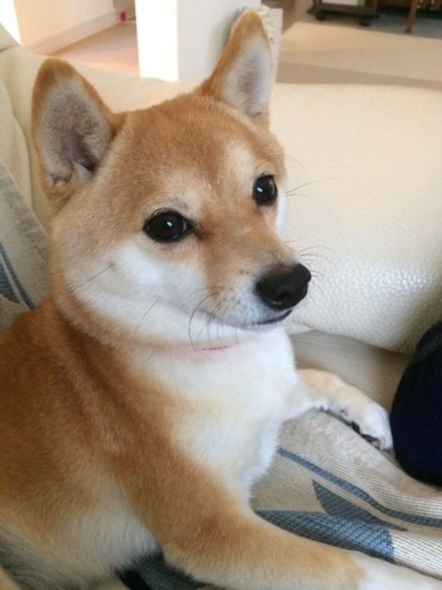 愛犬にじーっと見つめられてる そんなとき 愛犬が思ってること いぬのきもちweb Magazine 愛犬にじーっと見つめられてる そんなとき 愛犬が思ってること いぬのきもちweb Magazine