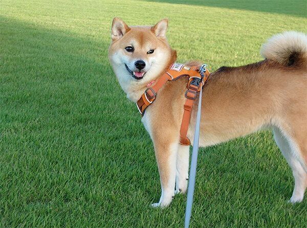 散歩するニコちゃん