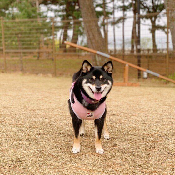 ドッグランで遊ぶ柴犬