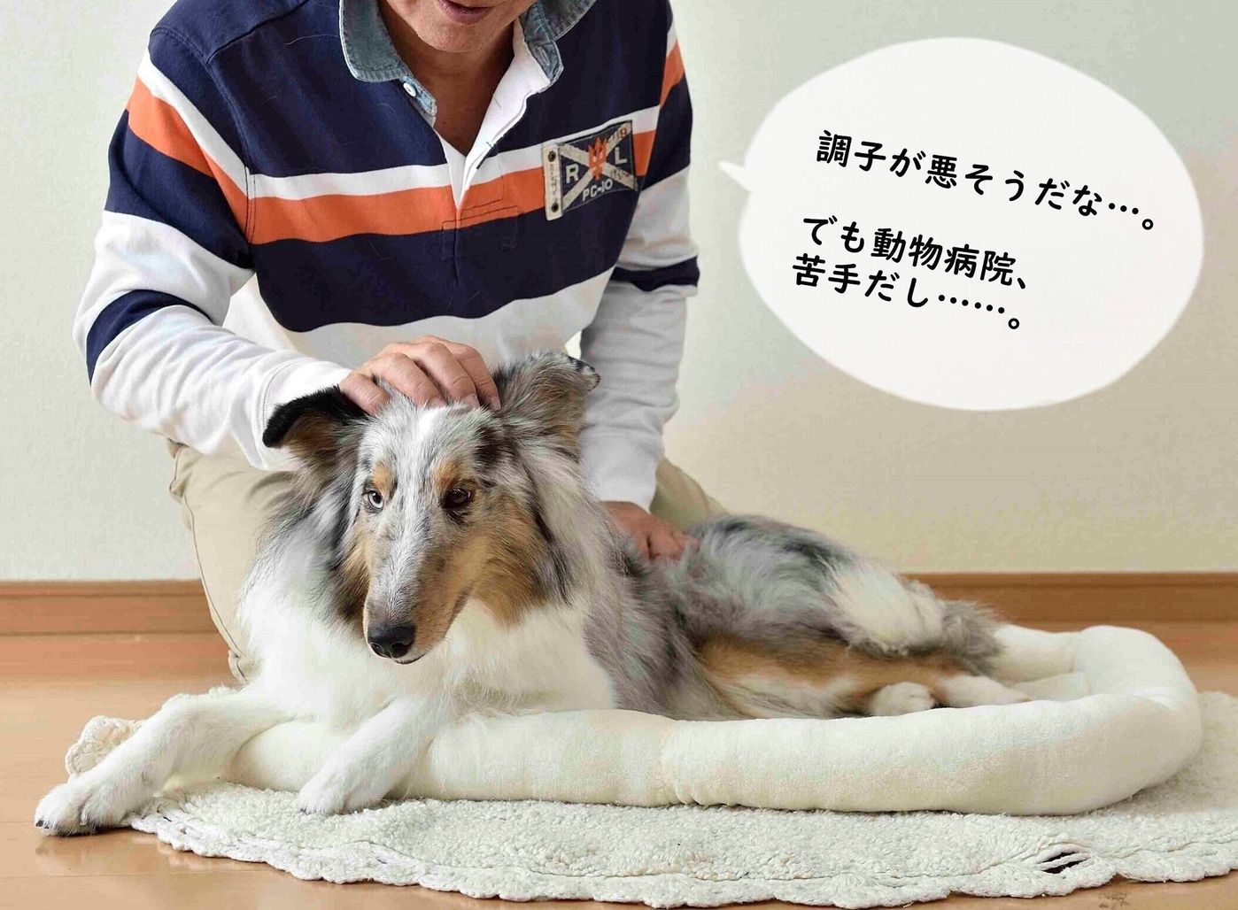 愛犬のストレスになるから しない は じつは間違いだった いぬのきもちweb Magazine 愛犬のストレスになるから しない は じつは間違いだった いぬのきもちweb Magazine