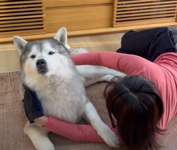 ブラッシング中の文太くん