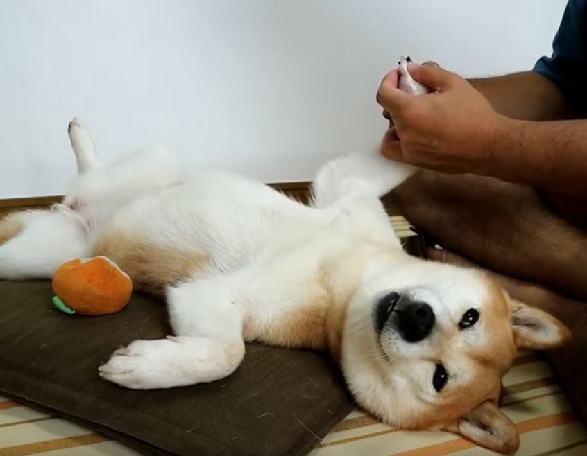 爪切りされる柴犬