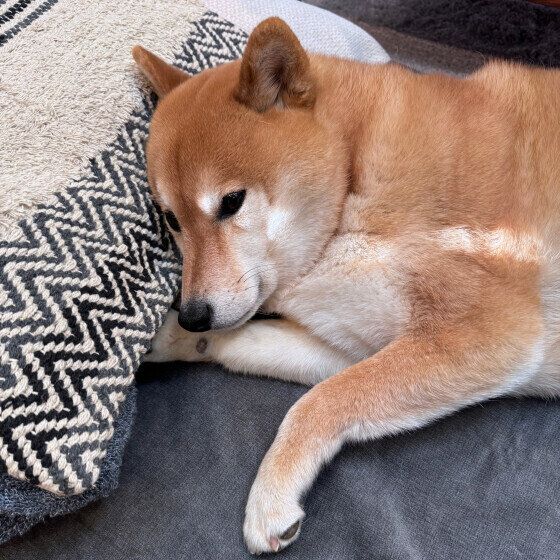 まったりする柴犬