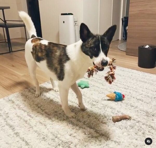 おもちゃをくわえてウロウロするデクちゃん