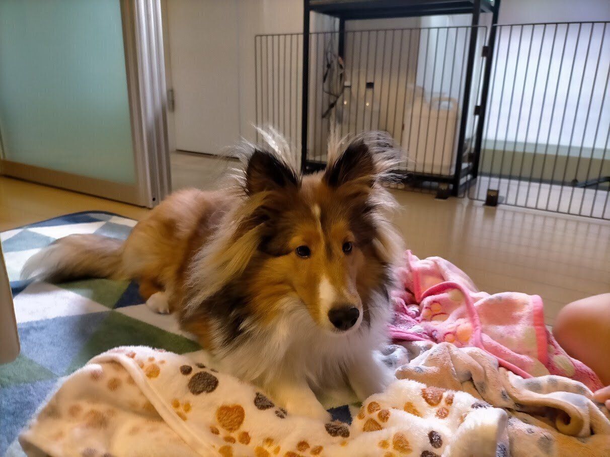 飼い主さん宅に来た日の夜に撮影された1枚　「まだ緊張している感じ」と飼い主さん