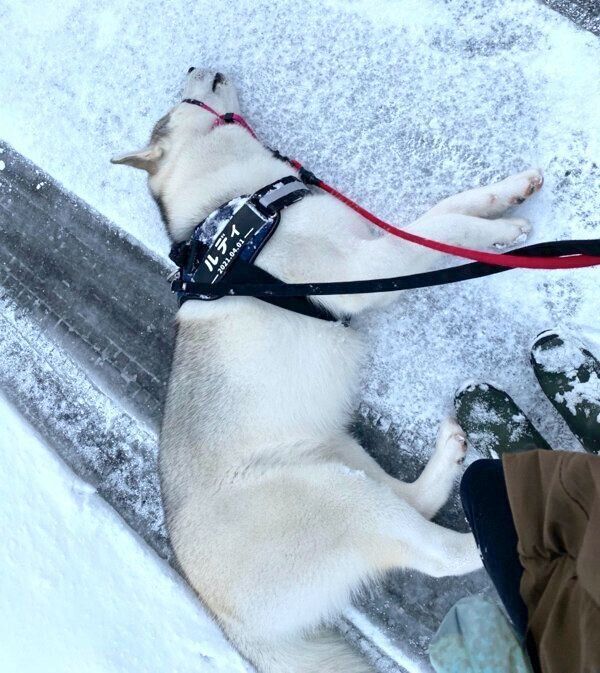 帰宅拒否するルディくん