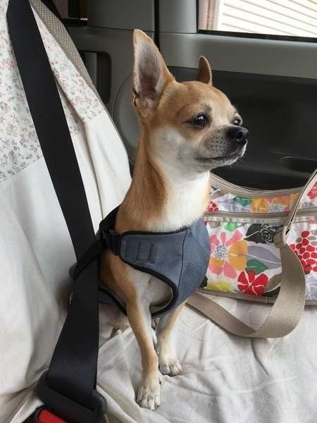 犬用シートベルトをして出発進行！