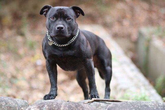 スタッフォードシャー・ブル・テリアのイーサンくん2