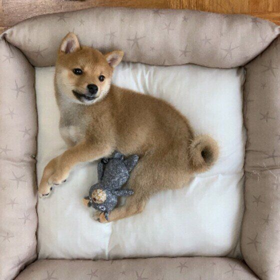 子犬期にしておくべき健康管理と社会化について獣医師に聞いてみた いぬのきもち