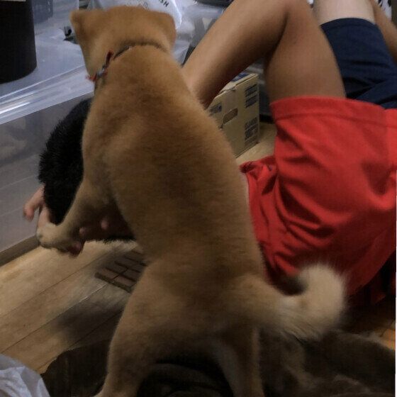柴　かまってかまって