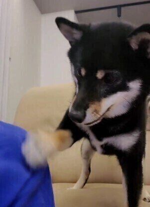 チョイチョイする柴犬