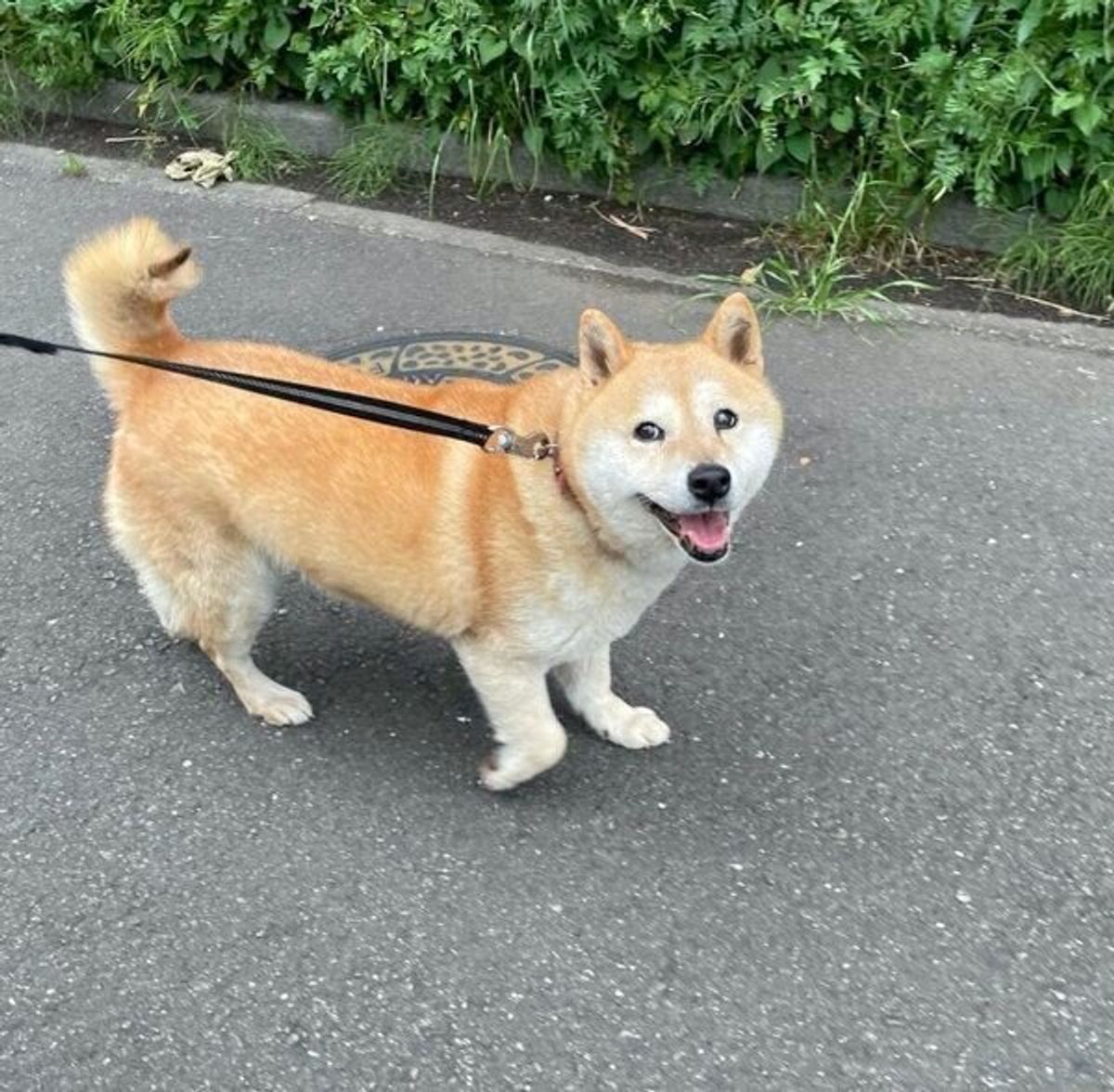 おやつありがとう 飼い主の足にぎゅ っとしがみつく柴犬の愛らしい姿に悶絶 いぬのきもちweb Magazine おやつありがとう 飼い主の足にぎゅ っとしがみつく柴犬の愛らしい姿に悶絶 いぬのきもちweb Magazine