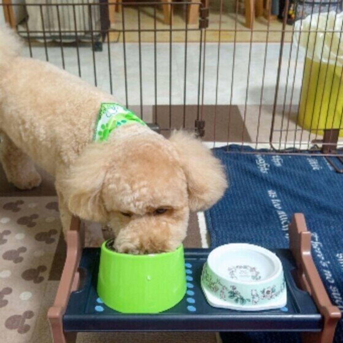 季節の変わり目に 犬の免疫力をアップさせる 生活習慣 いぬのきもちweb Magazine 季節の変わり目に 犬の免疫力をアップさせる 生活習慣 いぬのきもちweb Magazine