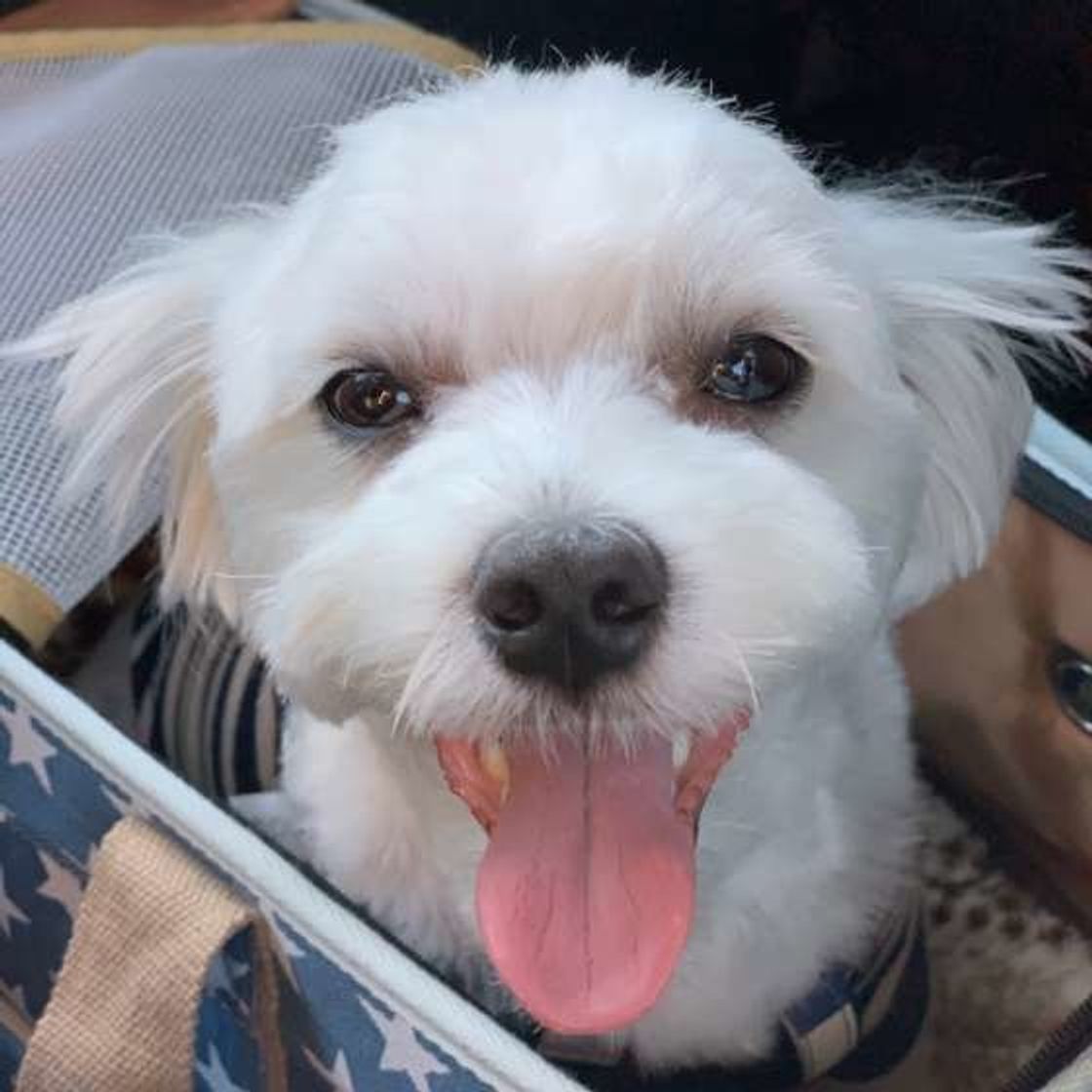 犬の散歩中にやってない マナー違反 条例違反なこと いぬのきもちweb Magazine 犬の散歩中にやってない マナー違反 条例違反なこと いぬのきもちweb Magazine