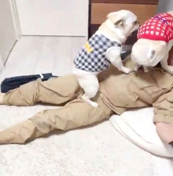 パパさんの帰宅を歓迎するボブくんとイブちゃん