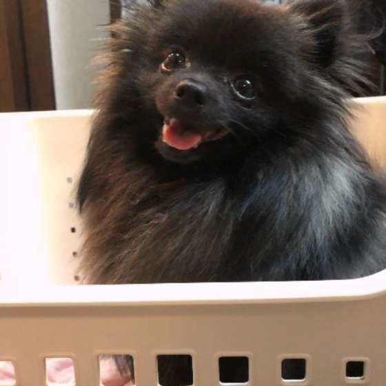 微笑むポメラニアン