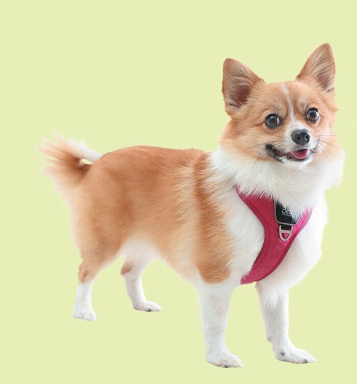 やわらかい素材のハーネスをつける犬