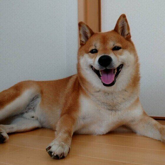 柴の小太郎くん