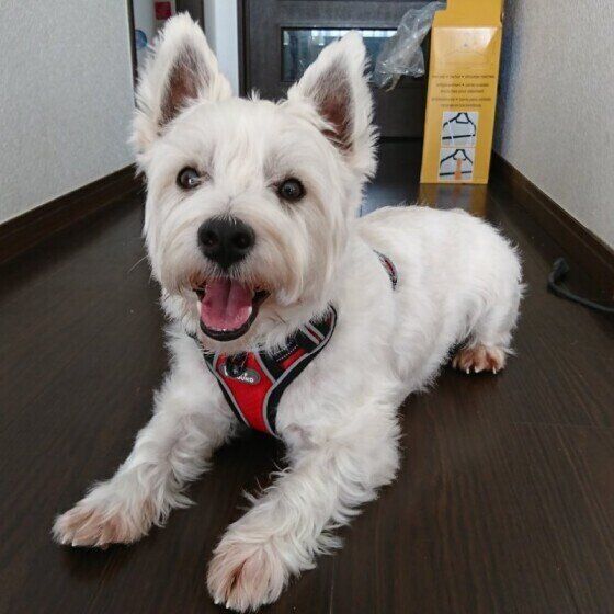 ウエスト・ハイランド・ホワイト・テリア