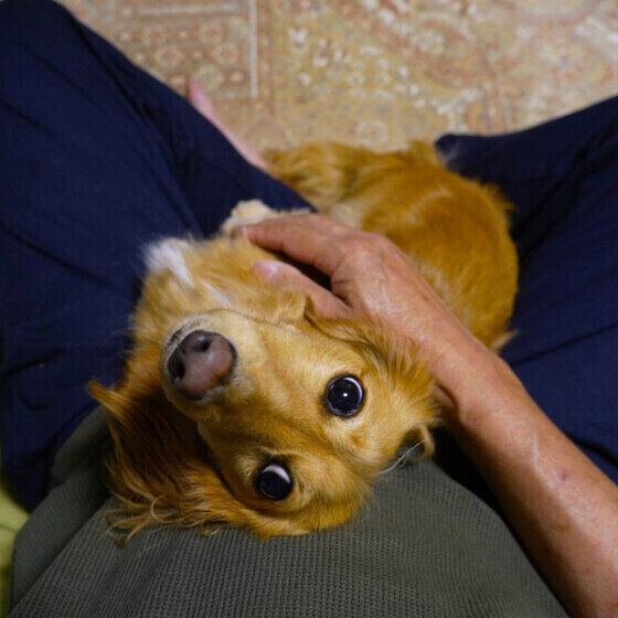 お膝の上で甘えるゆきちゃん