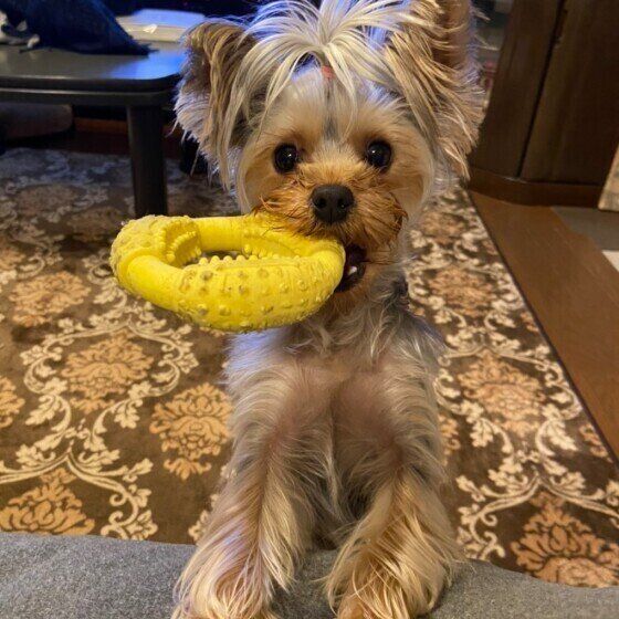 おもちゃをくわえるヨークシャー・テリア