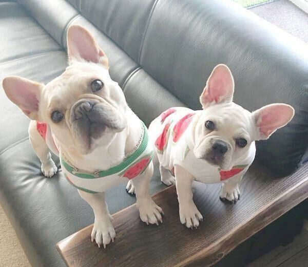 見つめるボブくんとイブちゃん