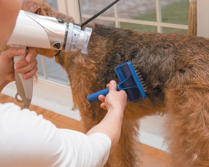 犬のドライヤー方法