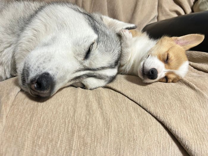 くっついて眠るロアくん、レイくん