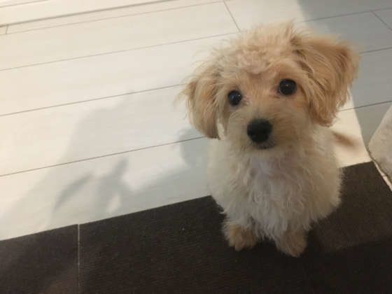 少し首をかしげている小型犬