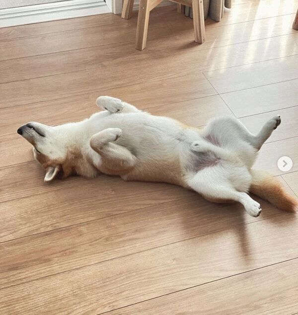 ヘソ天するしらすくん