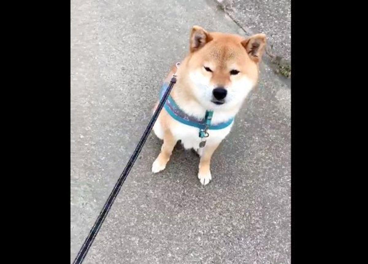おやつくれなきゃ歩かない 散歩中に拗ねる柴犬の行動が可愛すぎる いぬのきもちweb Magazine おやつくれなきゃ歩かない 散歩中に拗ねる柴犬の行動が可愛すぎる いぬのきもちweb Magazine