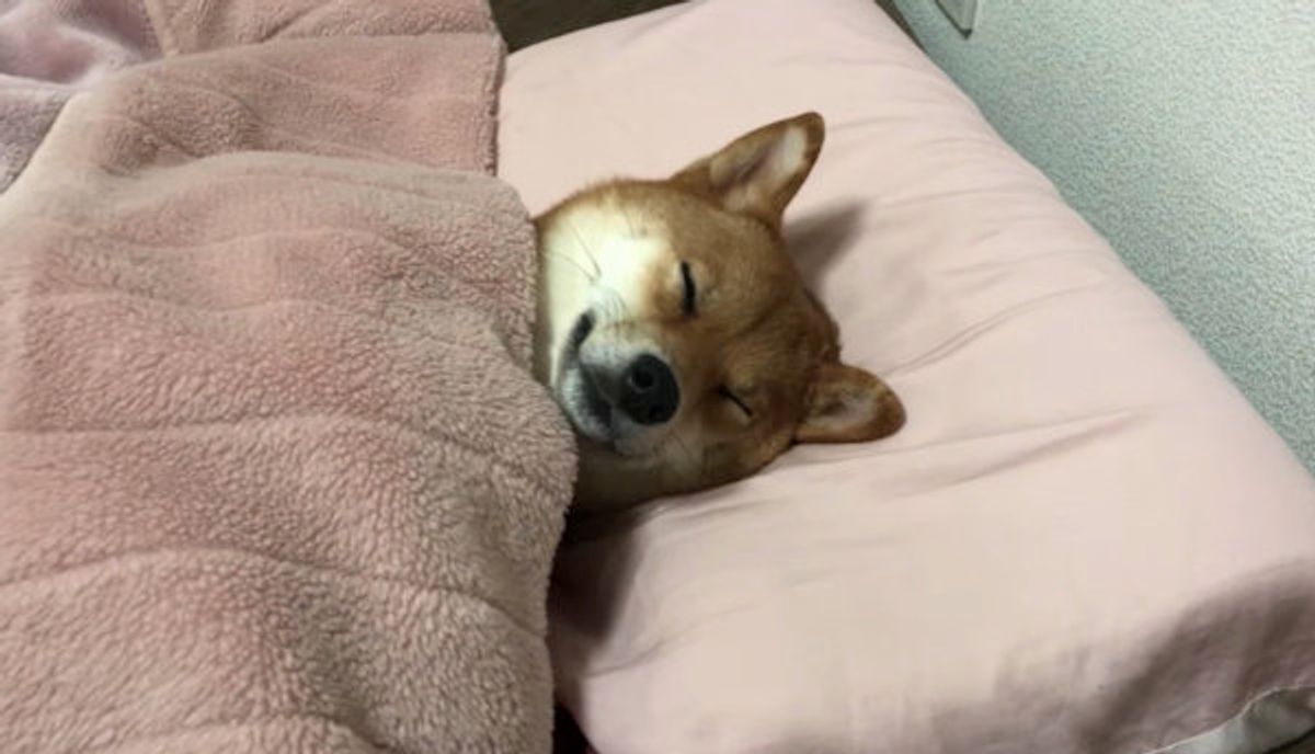 お布団に枕でぐっすり眠る柴ワンコ その寝姿が まるで ゚d゚ いぬのきもちweb Magazine お布団に枕でぐっすり眠る柴ワンコ その寝姿が まるで ゚d゚ いぬのきもちweb Magazine