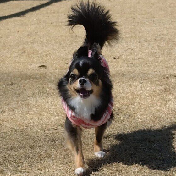 チワワのまるちゃん