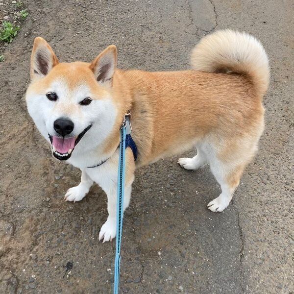 アイコンタクトする福丸くん