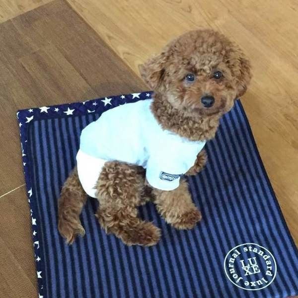 敷物の上のトイ・プードル