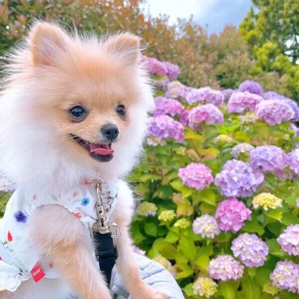 お出かけを楽しむテディちゃん