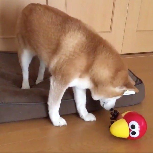 キョロちゃん缶のニオイを嗅ぐロペさん