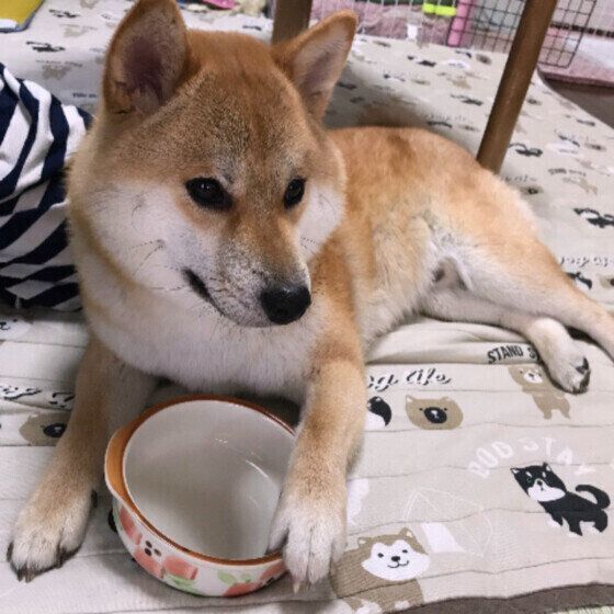 柴のぽんたちゃん