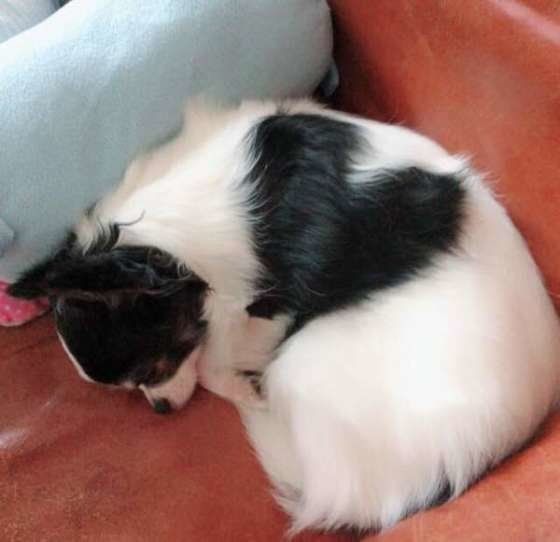 眠るチワワ
