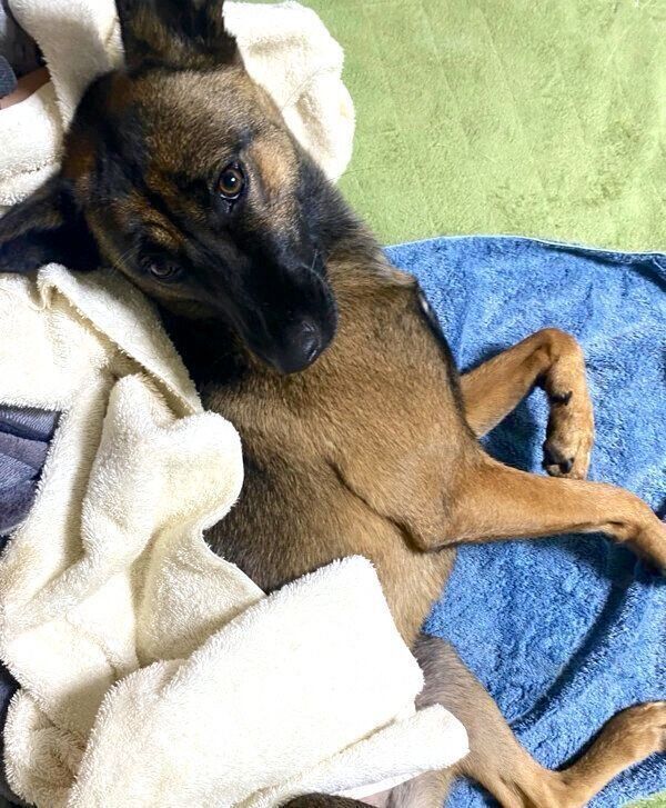 くつろぐコハクちゃん