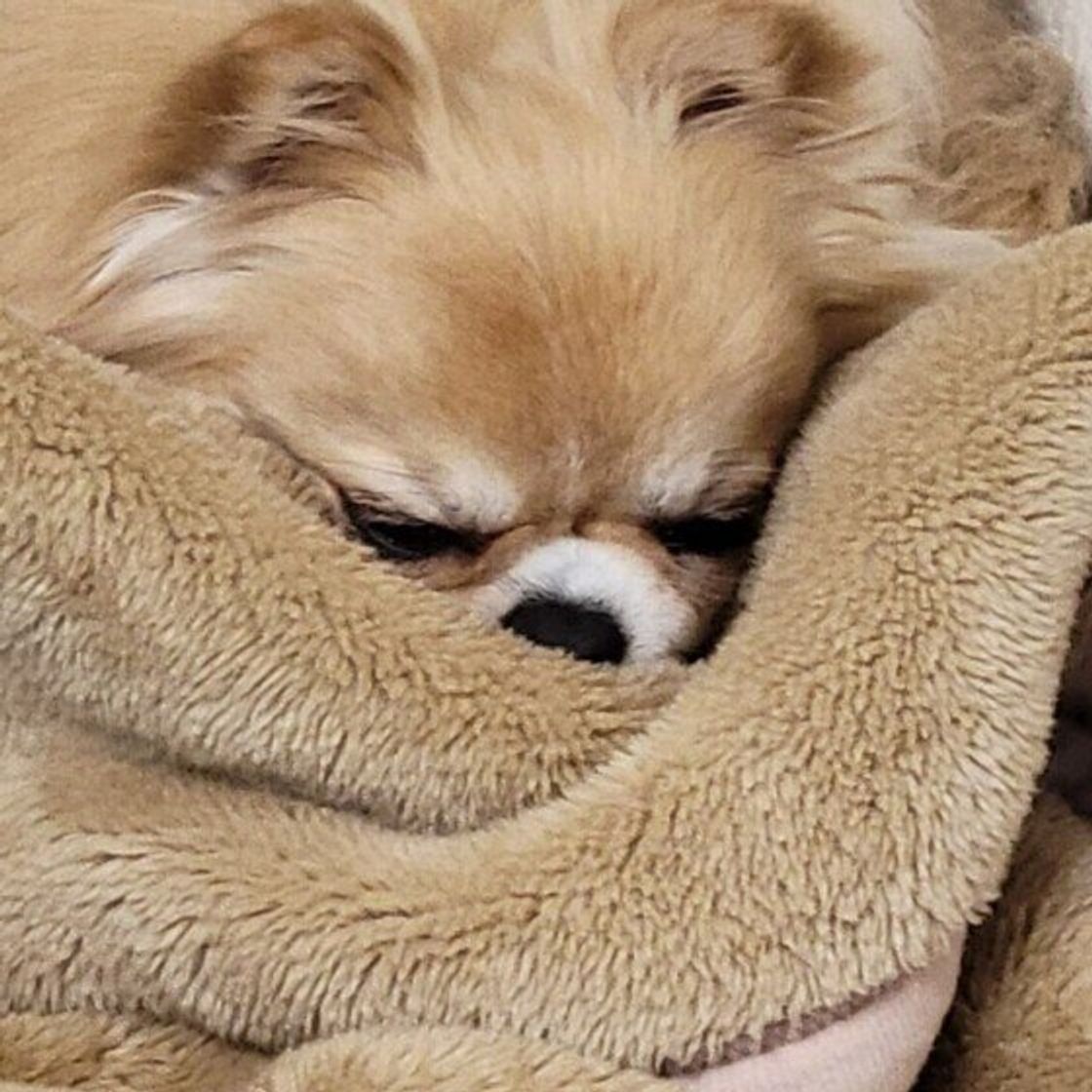 くるまる姿がかわいい 布団犬 たち 布団のかけ方には注意も必要 いぬのきもちweb Magazine くるまる姿がかわいい 布団犬 たち 布団のかけ方には注意も必要 いぬのきもちweb Magazine