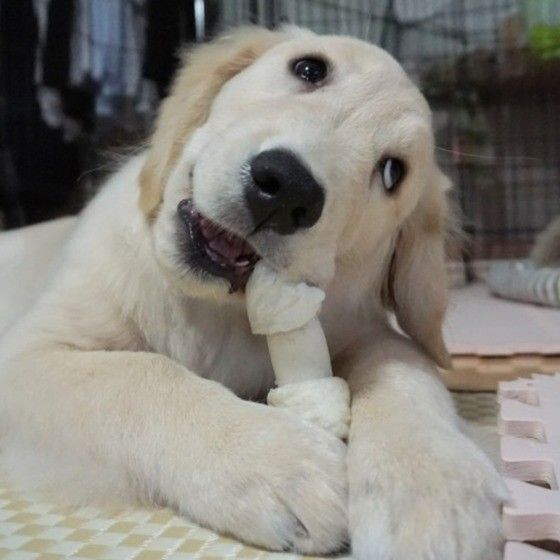 ガムを噛むゴールデン・レトリーバー